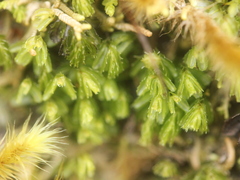 Hymenophyllum minimum