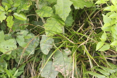 Carex uncinata