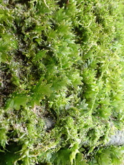 Fissidens taxifolius