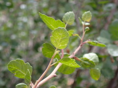Rhus aromatica simplicifolia