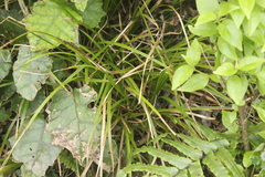 Carex uncinata
