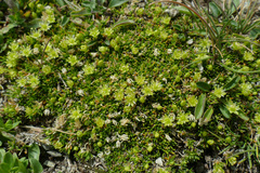 Cherleria sedoides