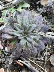 Draba verna