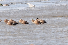 Sibirionetta formosa