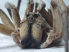 Portacosa cinerea