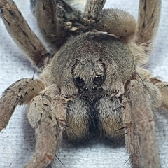 Portacosa cinerea
