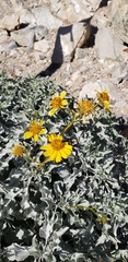 Encelia farinosa