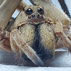 Portacosa cinerea
