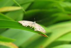 Junonia atlites atlites