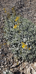 Encelia farinosa