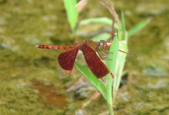 Neurothemis fluctuans