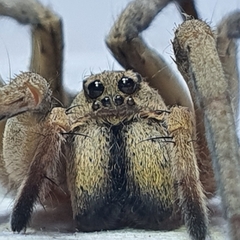 Portacosa cinerea