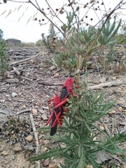 Phymateus morbillosus