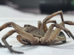 Portacosa cinerea