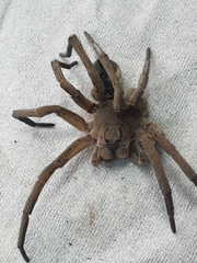 Portacosa cinerea