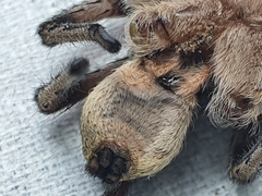Portacosa cinerea
