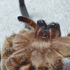 Portacosa cinerea