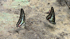 Graphium evemon