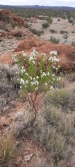 Prostanthera striatiflora