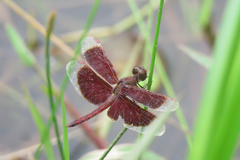 Neurothemis fluctuans