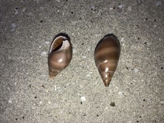 Nassarius dorsatus