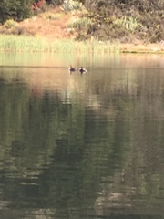Podiceps cristatus australis
