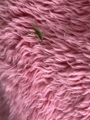 Atractomorpha lata