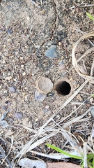 Portacosa cinerea