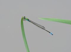 Pseudagrion williamsoni