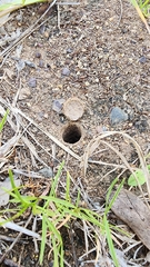 Portacosa cinerea