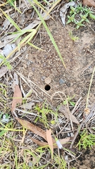 Portacosa cinerea
