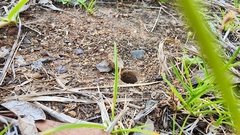 Portacosa cinerea