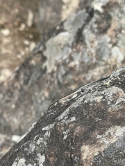 Cryptoblepharus pulcher