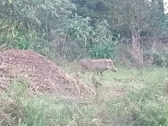 Phacochoerus africanus