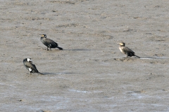 Phalacrocorax carbo