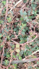 Euphorbia makinoi