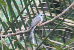 Cacomantis merulinus