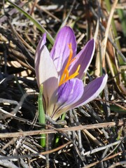 Crocus versicolor