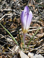 Crocus versicolor