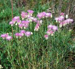 Jurinea stoechadifolia