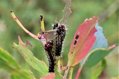 Opodiphthera eucalypti