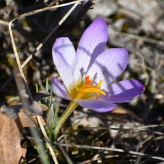 Crocus versicolor