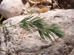 Bromus rubens