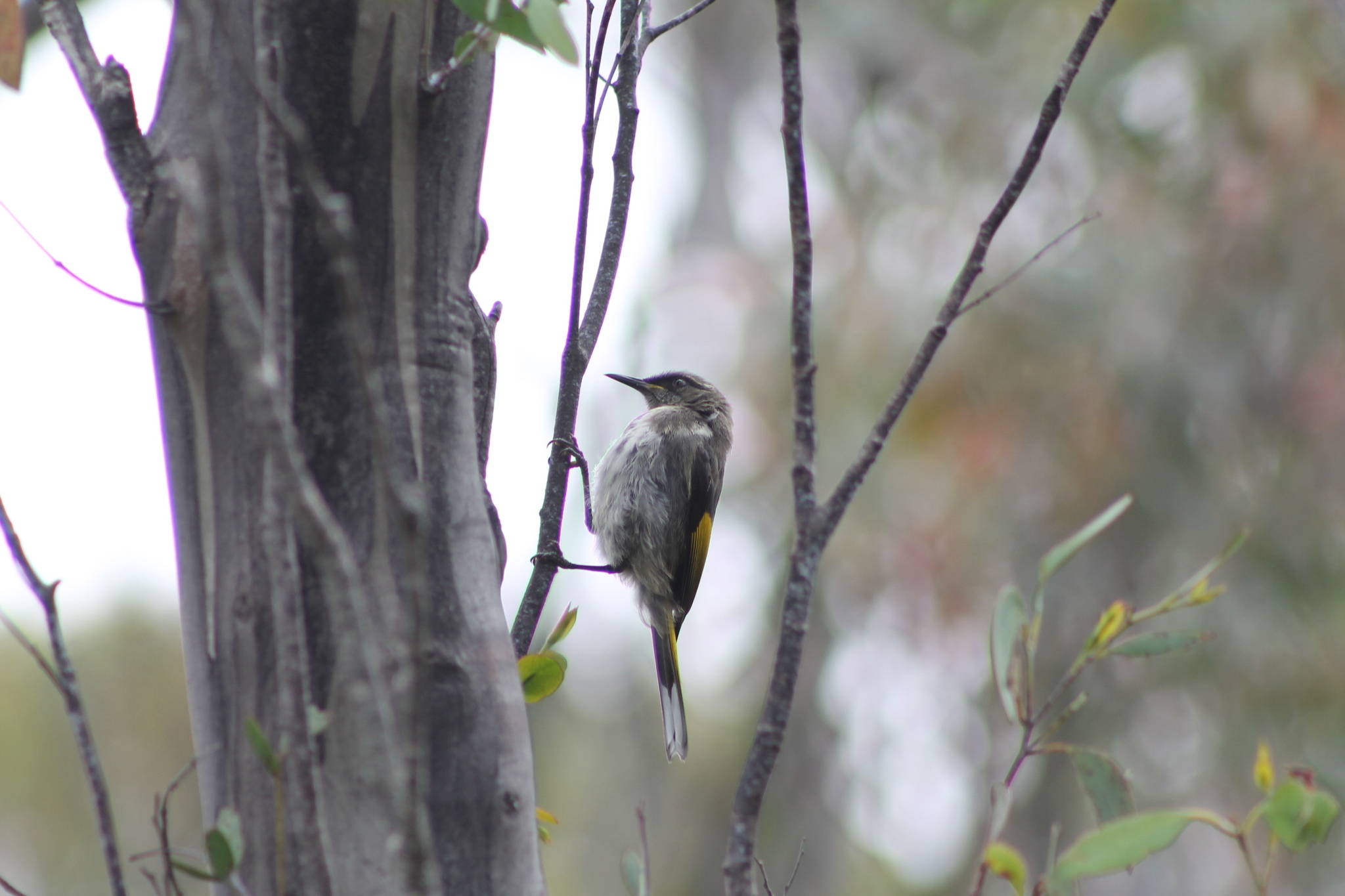 Crescent Honeyeater (Phylidonyris pyrrhopterus)