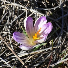 Crocus versicolor