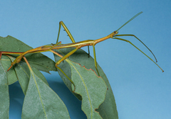 Didymuria violescens
