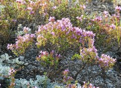 Thymus calcareus