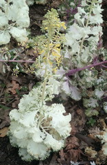 Brassica oleracea acephala