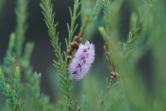 Melaleuca decussata
