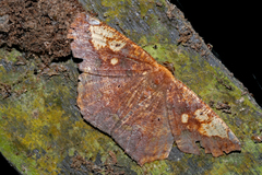 Paragonia cruraria